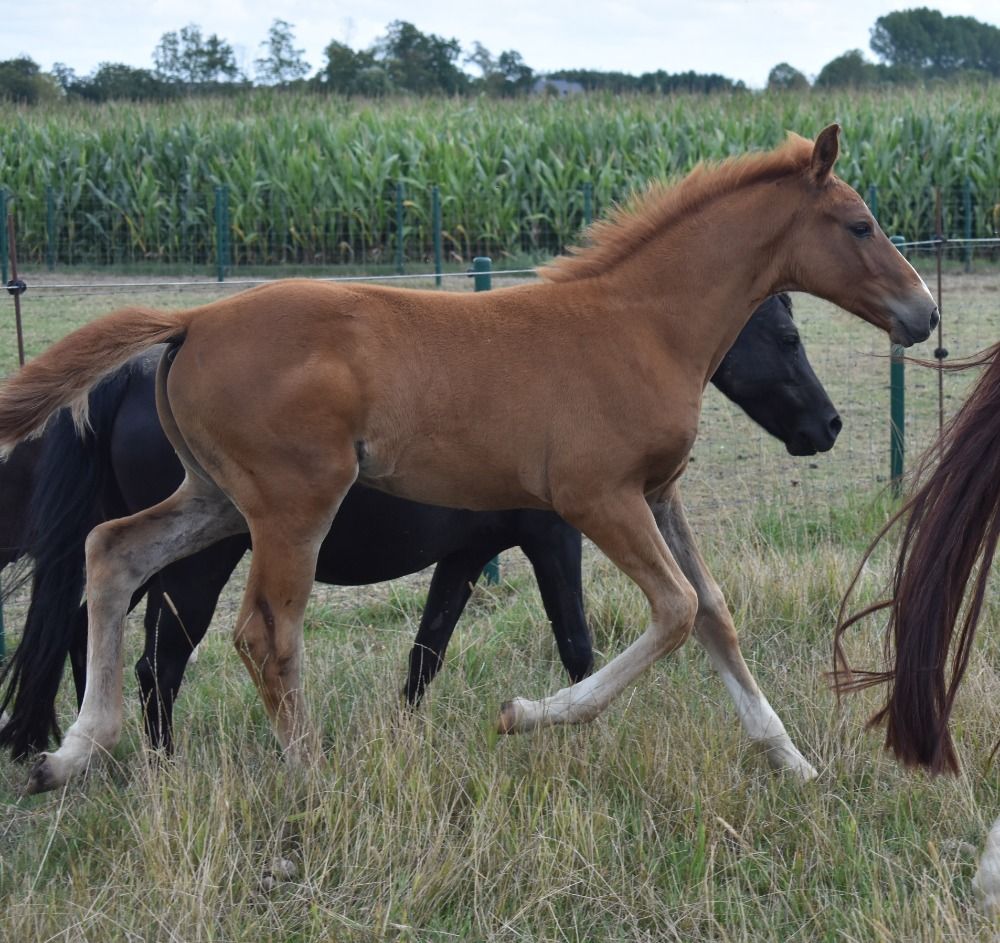 Zangersheide springpaard Hengst Vos te koop - Foto 3