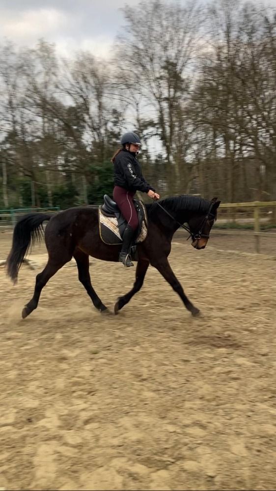 Ander stamboek allrounder Hengst 4 jaar Bruin te koop - Foto 5