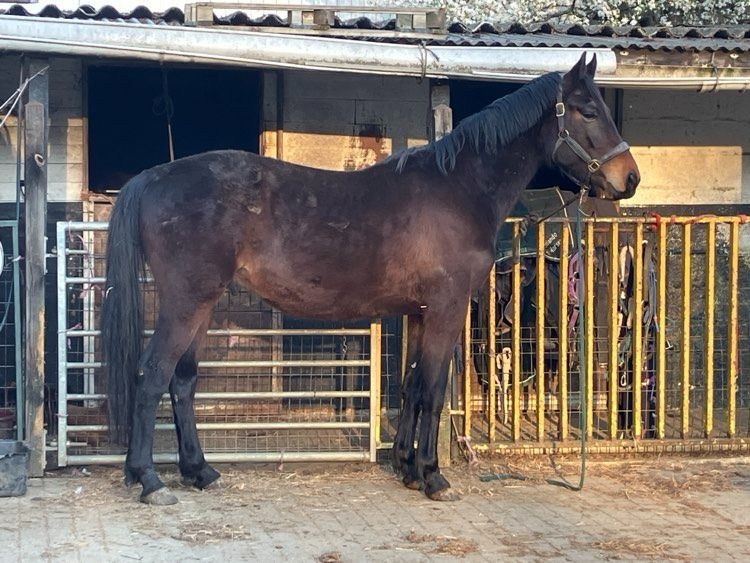 Ander stamboek allrounder Hengst 4 jaar Bruin te koop - Foto 3