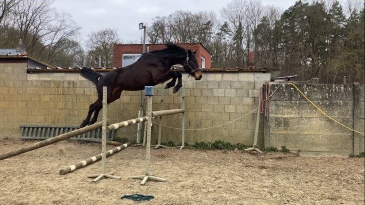 Ander stamboek allrounder Hengst 4 jaar Bruin te koop - Foto 6