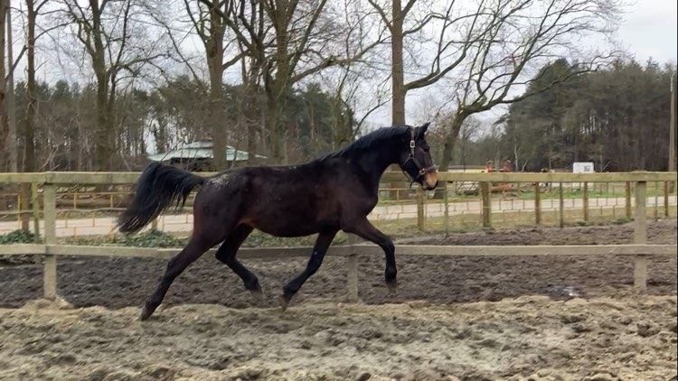 Ander stamboek allrounder Hengst 4 jaar Bruin te koop - Foto 4