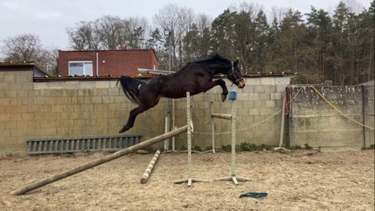 Bomproof Hunter - Allrounder for sale
