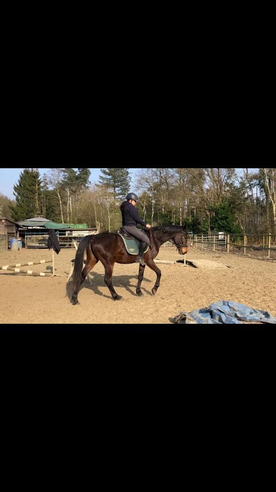 Ander stamboek allrounder Hengst 4 jaar Bruin te koop - Foto 2