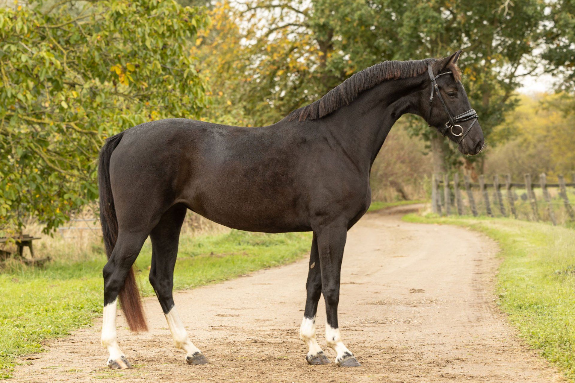 Elegante 4-jarige zwarte merrie