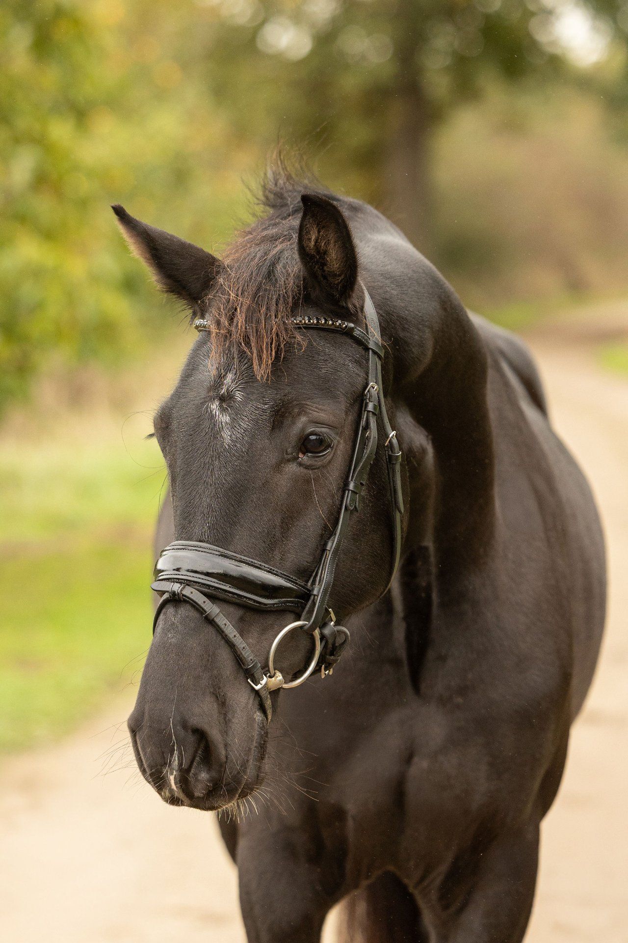 anglo-europees paard merrie 4 jaar zwart te koop - Foto 3