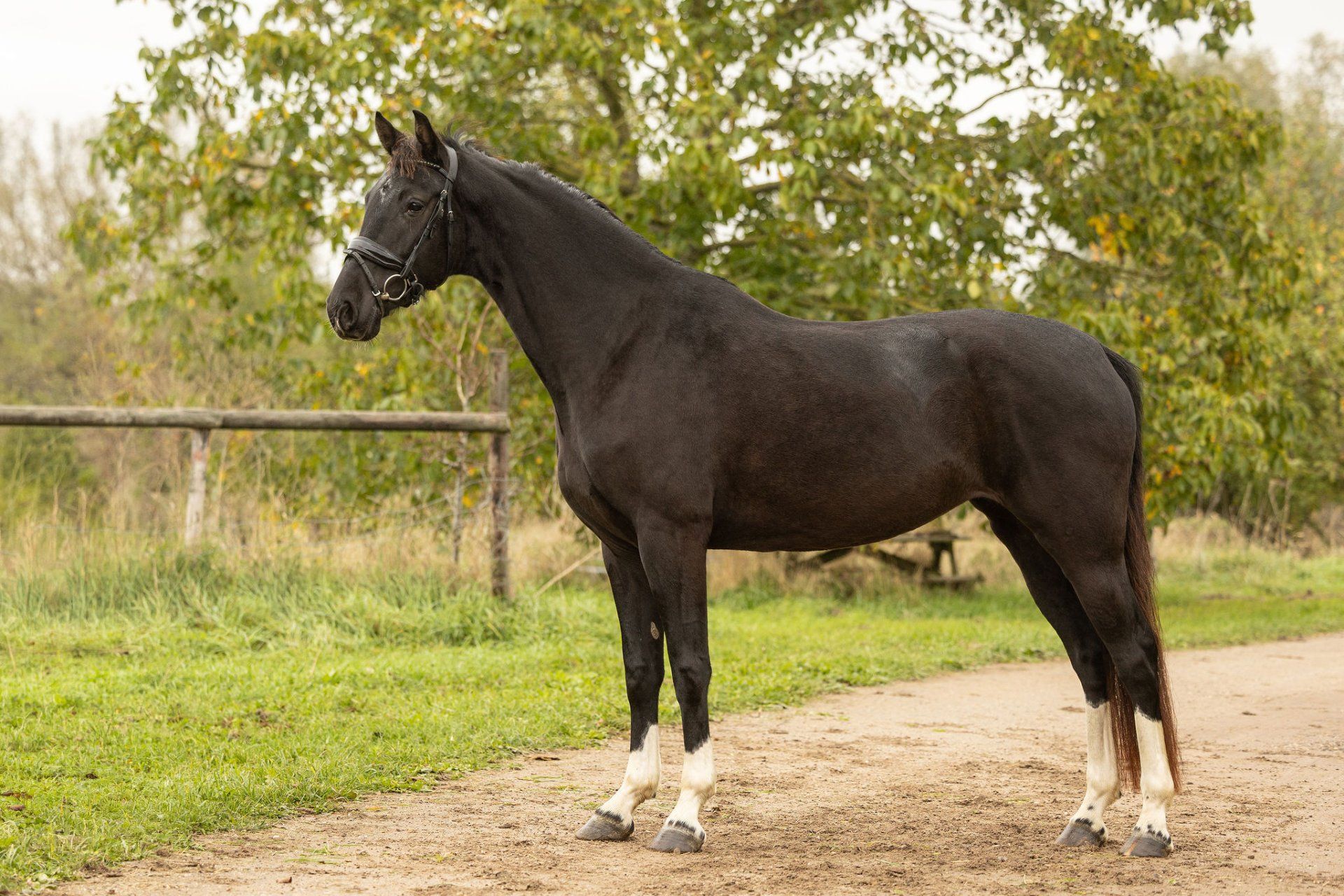 anglo-europees paard merrie 4 jaar zwart te koop - Foto 5
