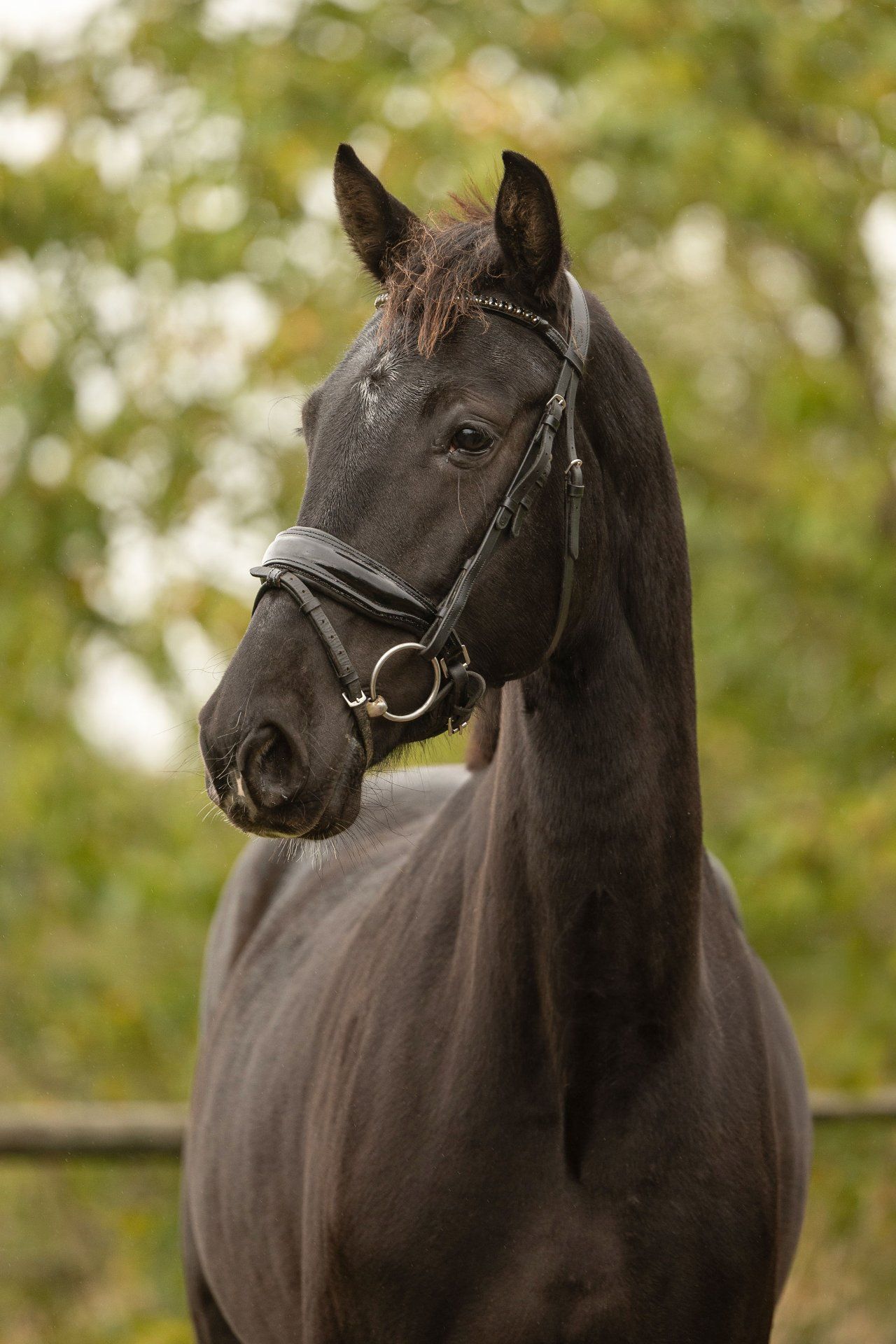 anglo-europees paard merrie 4 jaar zwart te koop - Foto 2