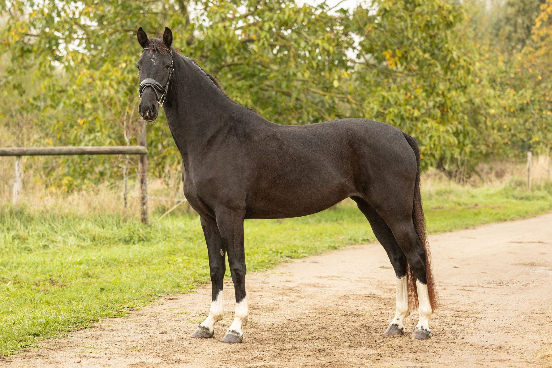 anglo-europees paard merrie 4 jaar zwart te koop - Foto 4
