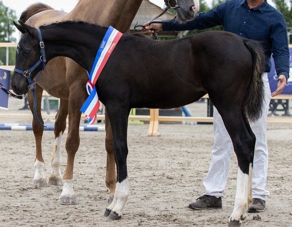 anglo-europees paard merrie 4 jaar zwart te koop - Foto 6