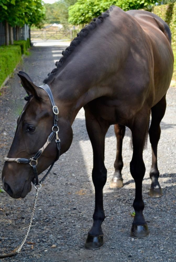 BWP dressuurpaard Merrie 4 jaar Donkerbruin te koop - Foto 6