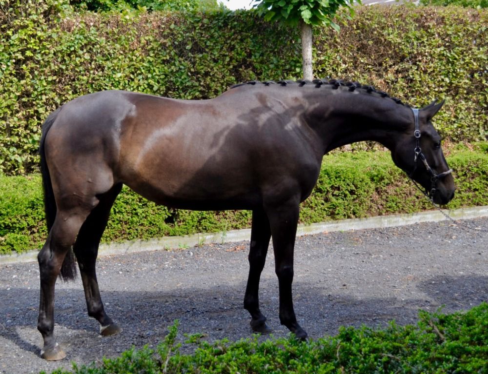 BWP dressuurpaard Merrie 4 jaar Donkerbruin te koop - Foto 3