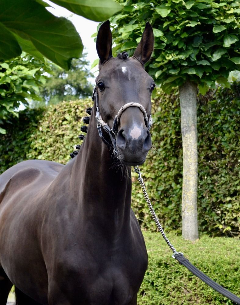 BWP dressuurpaard Merrie 4 jaar Donkerbruin te koop - Foto 2
