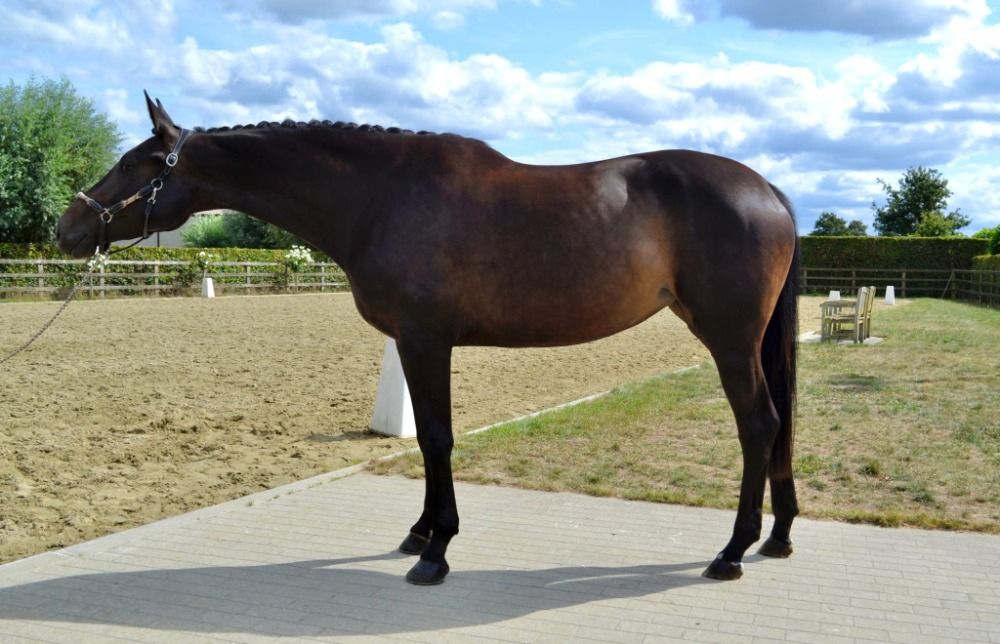 BWP dressuurpaard Merrie 4 jaar Donkerbruin te koop - Foto 5