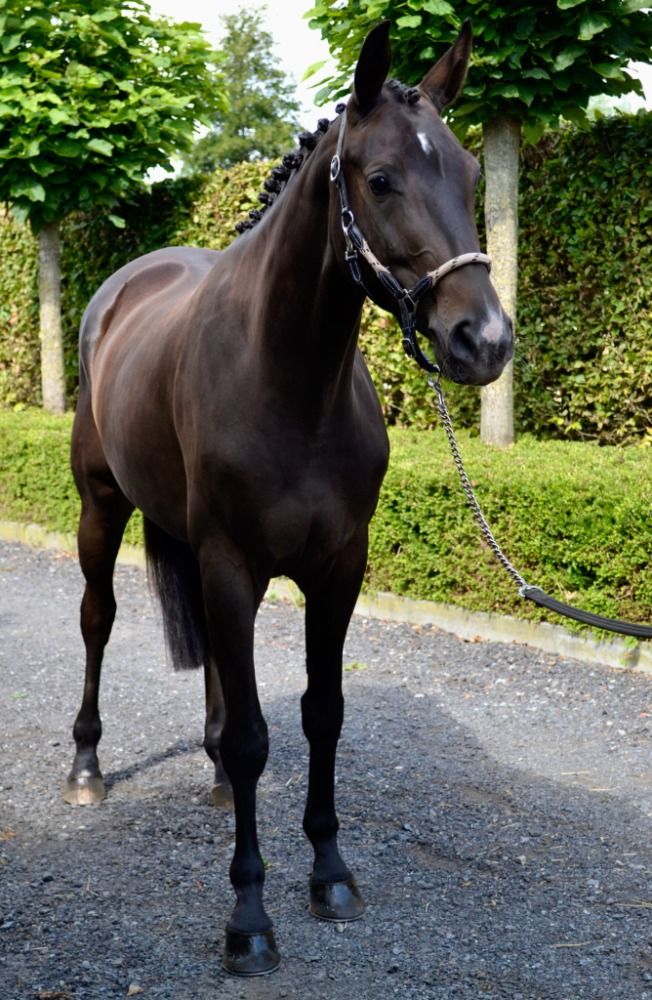 BWP dressuurpaard Merrie 4 jaar Donkerbruin te koop - Foto 4