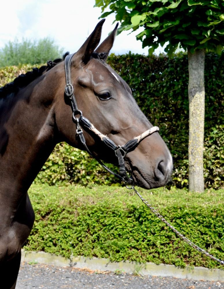 BWP dressuurpaard Merrie 4 jaar Donkerbruin te koop - Hoofdfoto