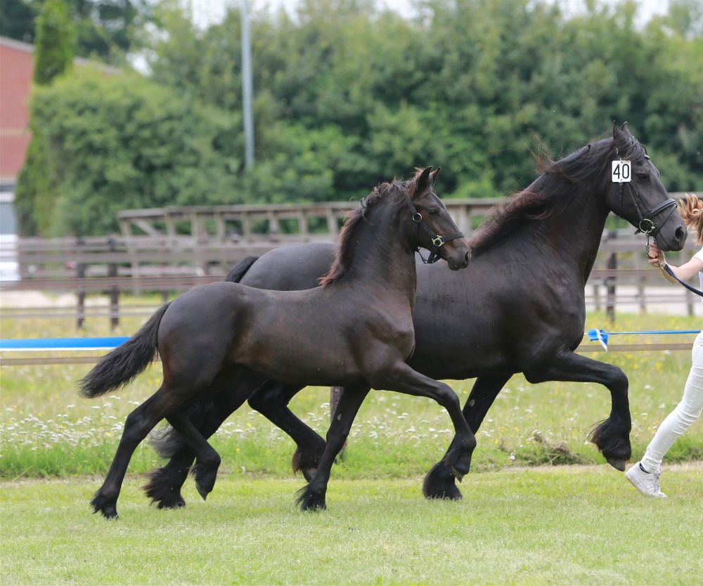 Diverse friese veulens te koop uit predikaatrijke stam 15