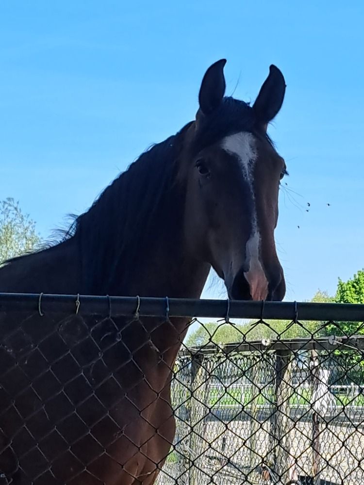 KWPN paard Merrie 3 jaar Bruin te koop - Foto 3