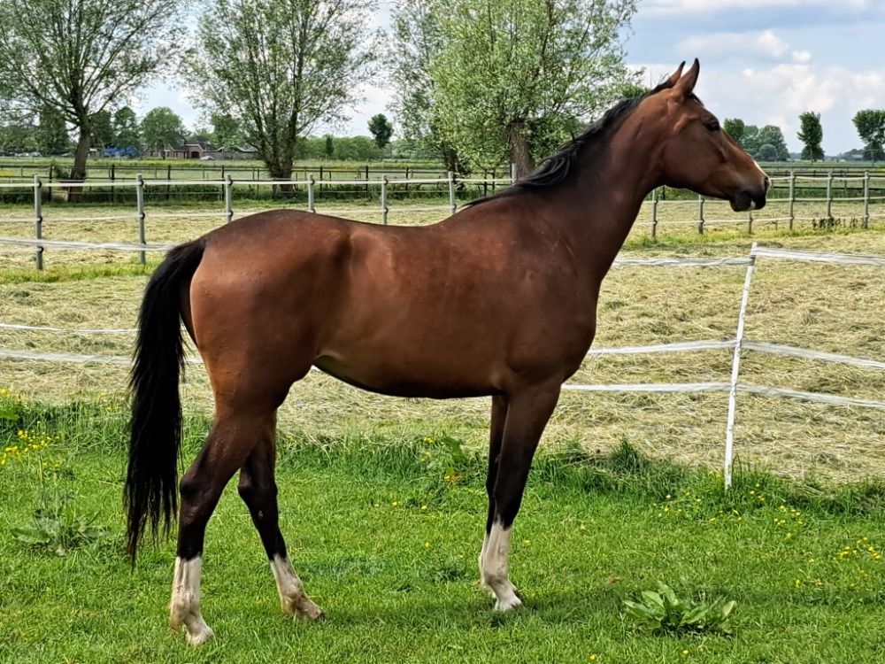 KWPN paard Merrie 3 jaar Bruin te koop - Foto 2