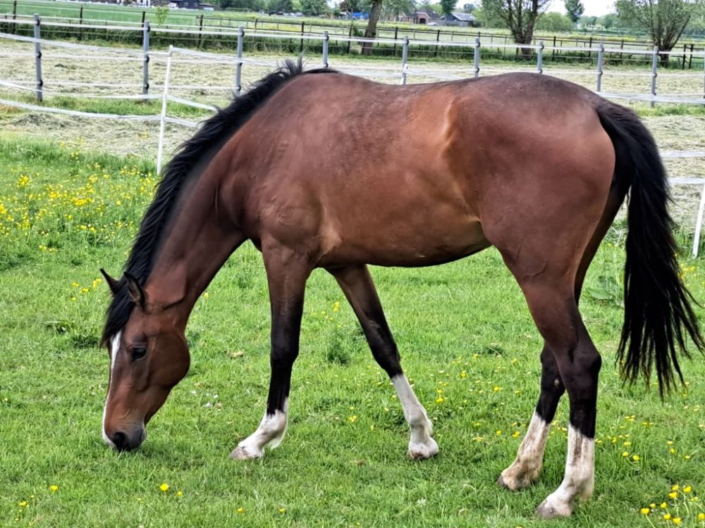 KWPN paard Merrie 3 jaar Bruin te koop - Hoofdfoto