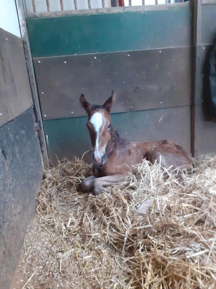KWPN paard Merrie 3 jaar Bruin te koop - Foto 4