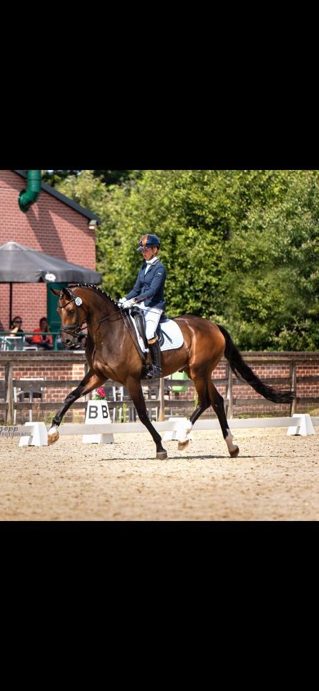 BWP dressuurpaard Ruin 9 jaar Bruin te koop - Foto 2