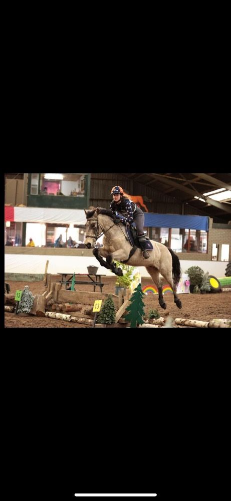 Ander stamboek springpony Ruin 9 jaar Andere te koop - Foto 6