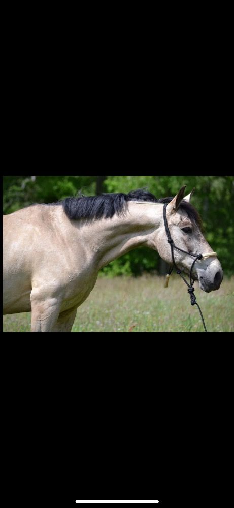 Ander stamboek springpony Ruin 9 jaar Andere te koop - Foto 3