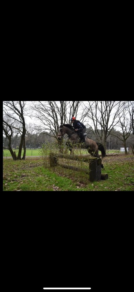 Ander stamboek springpony Ruin 9 jaar Andere te koop - Foto 2