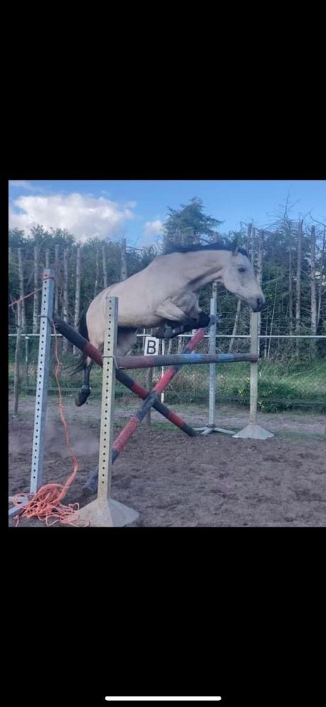 Ander stamboek springpony Ruin 9 jaar Andere te koop - Foto 5