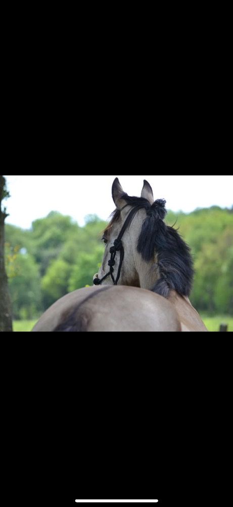 Super knappe valk ruin