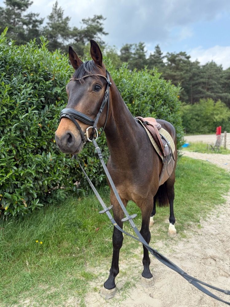 KWPN dressuurpaard Ruin 3 jaar Donkerbruin te koop - Foto 4