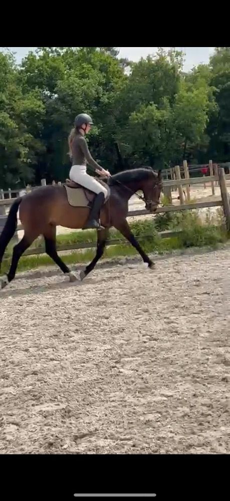 Prachtige 3 jarige dressuurruin!