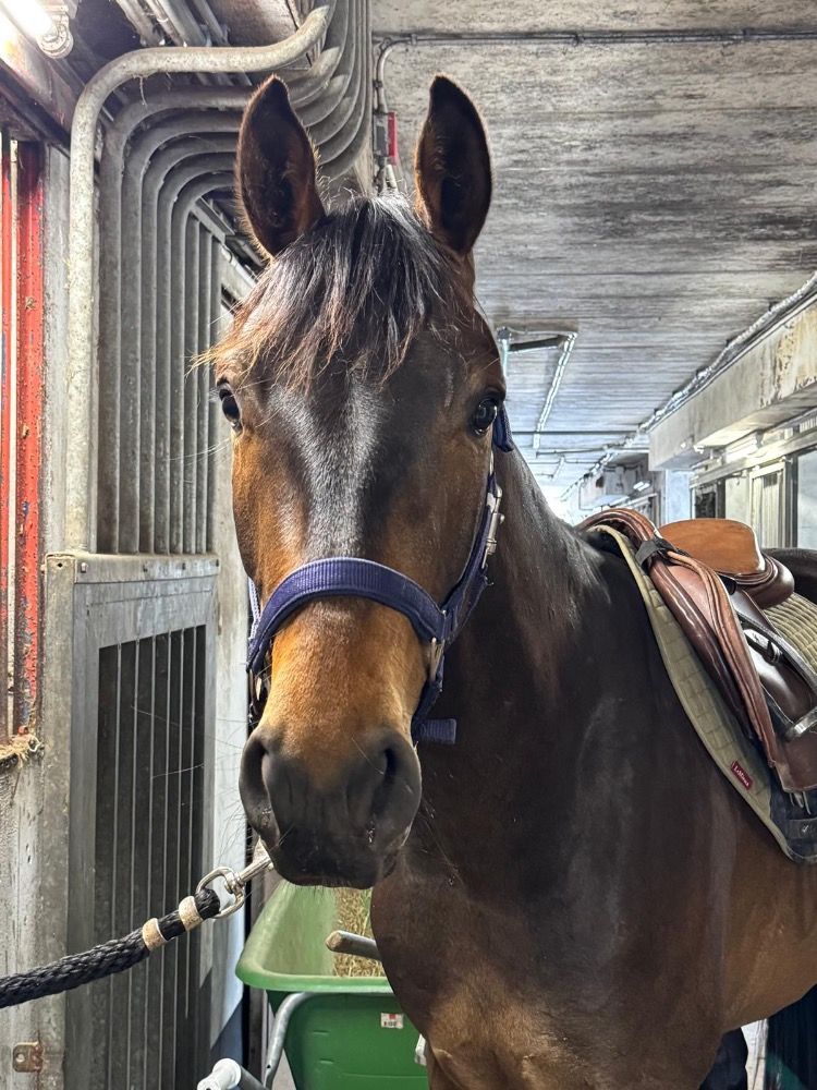 KWPN dressuurpaard Ruin 3 jaar Donkerbruin te koop - Foto 3