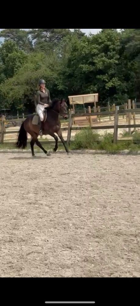 KWPN dressuurpaard Ruin 3 jaar Donkerbruin te koop - Foto 2