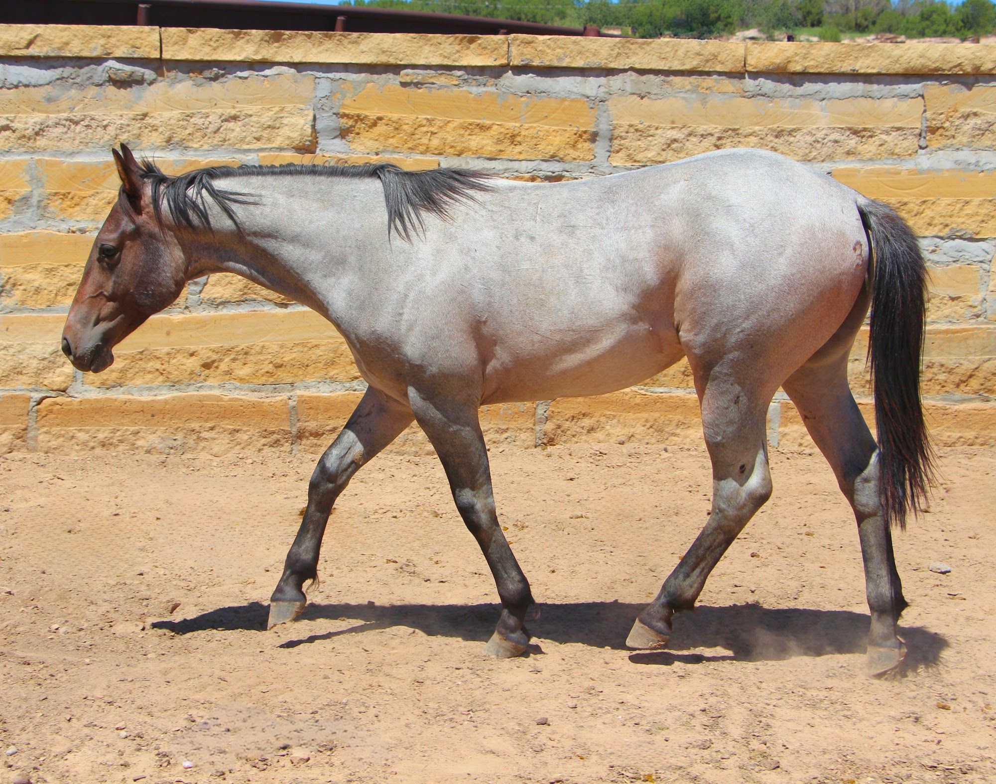 quarter-horse western-paard ruin 3 years old for sale - Photo 2
