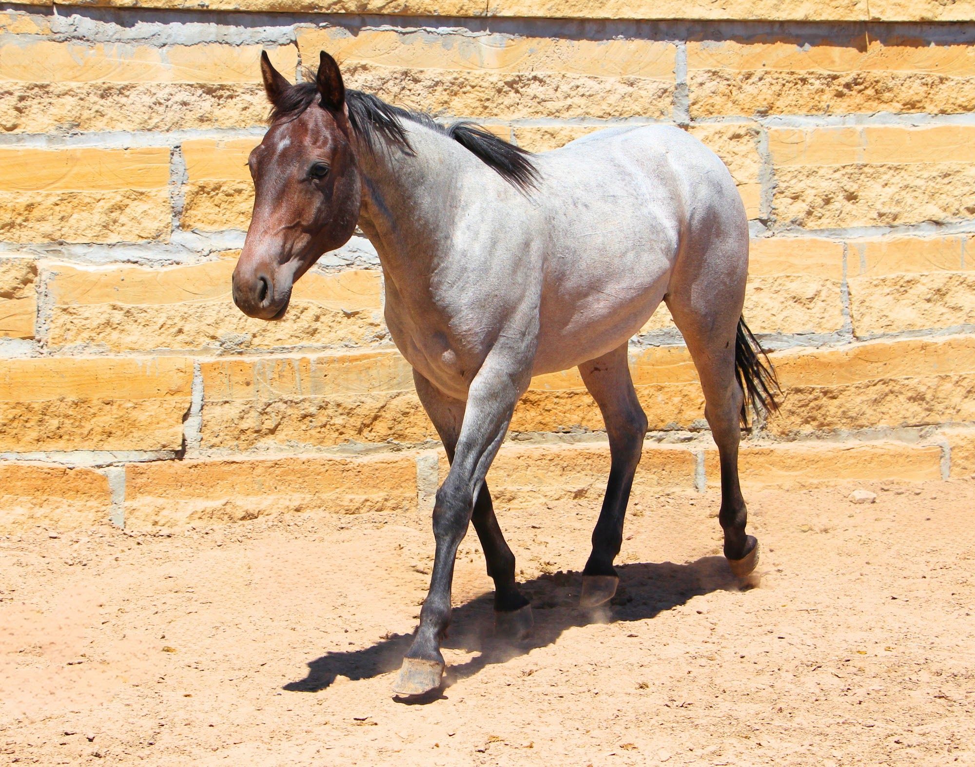 quarter-horse western-paard ruin 3 years old for sale - Photo 4