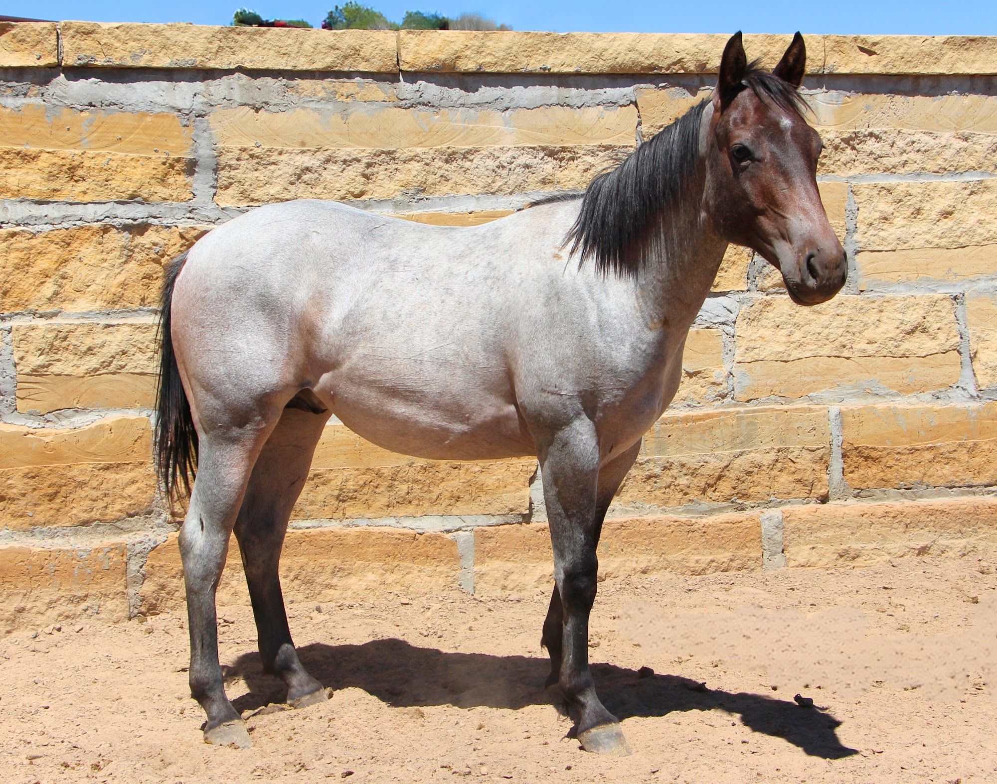 quarter-horse western-paard ruin 3 years old for sale - Photo 5