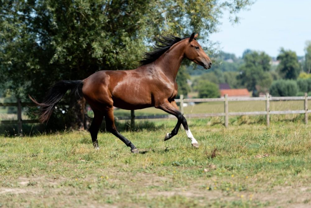 KWPN dressuurpaard Merrie 3 years old Donkerbruin for sale - Photo 2