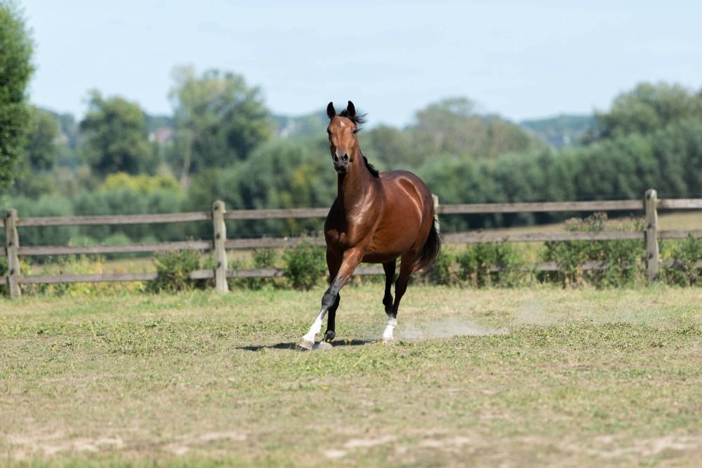 KWPN dressuurpaard Merrie 3 years old Donkerbruin for sale - Photo 3
