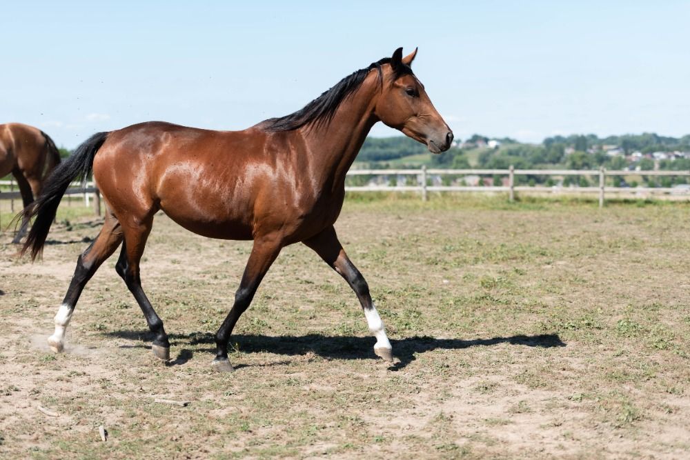 KWPN dressuurpaard Merrie 3 years old Donkerbruin for sale - Photo 4