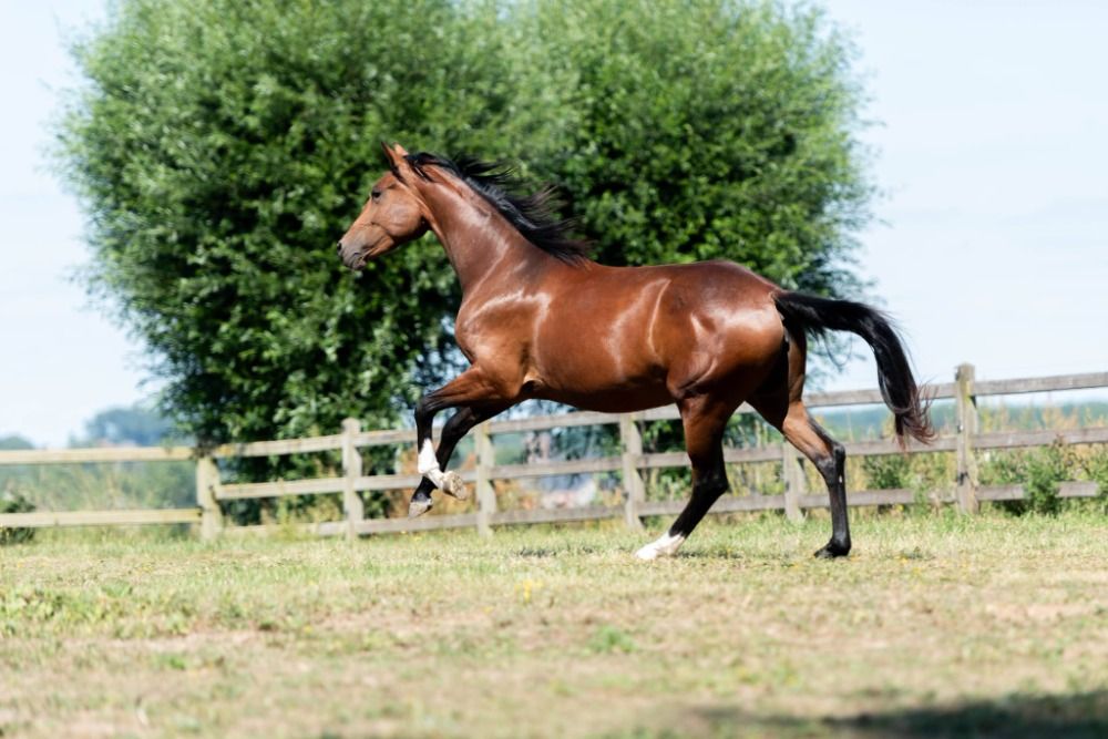 3-year-old mare with great potential.