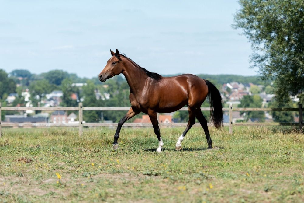 KWPN dressuurpaard Merrie 3 years old Donkerbruin for sale - Photo 5