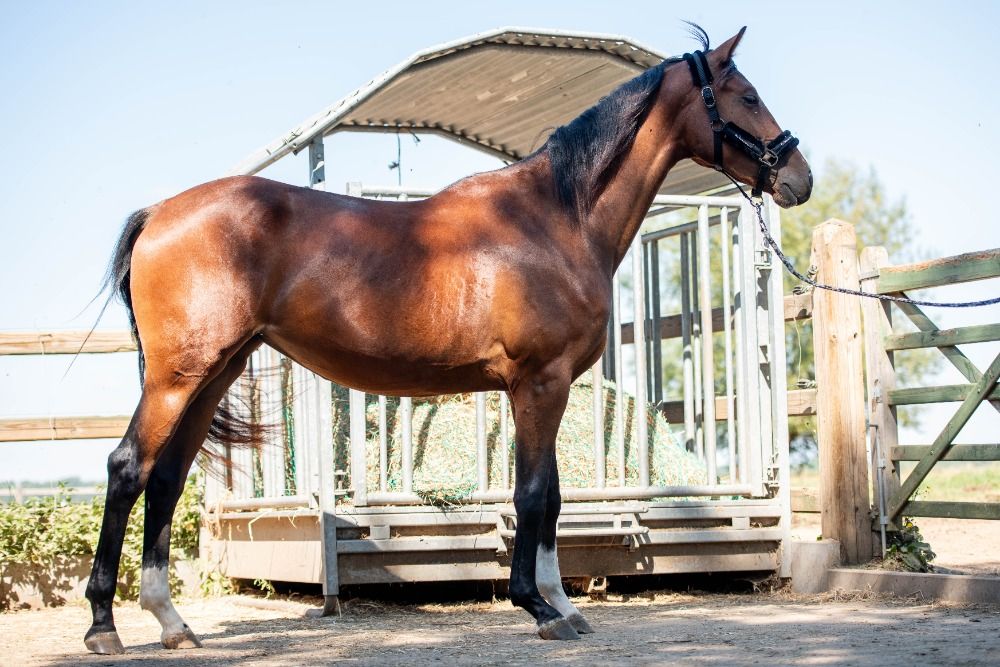 KWPN dressuurpaard Merrie 3 years old Donkerbruin for sale - Photo 6