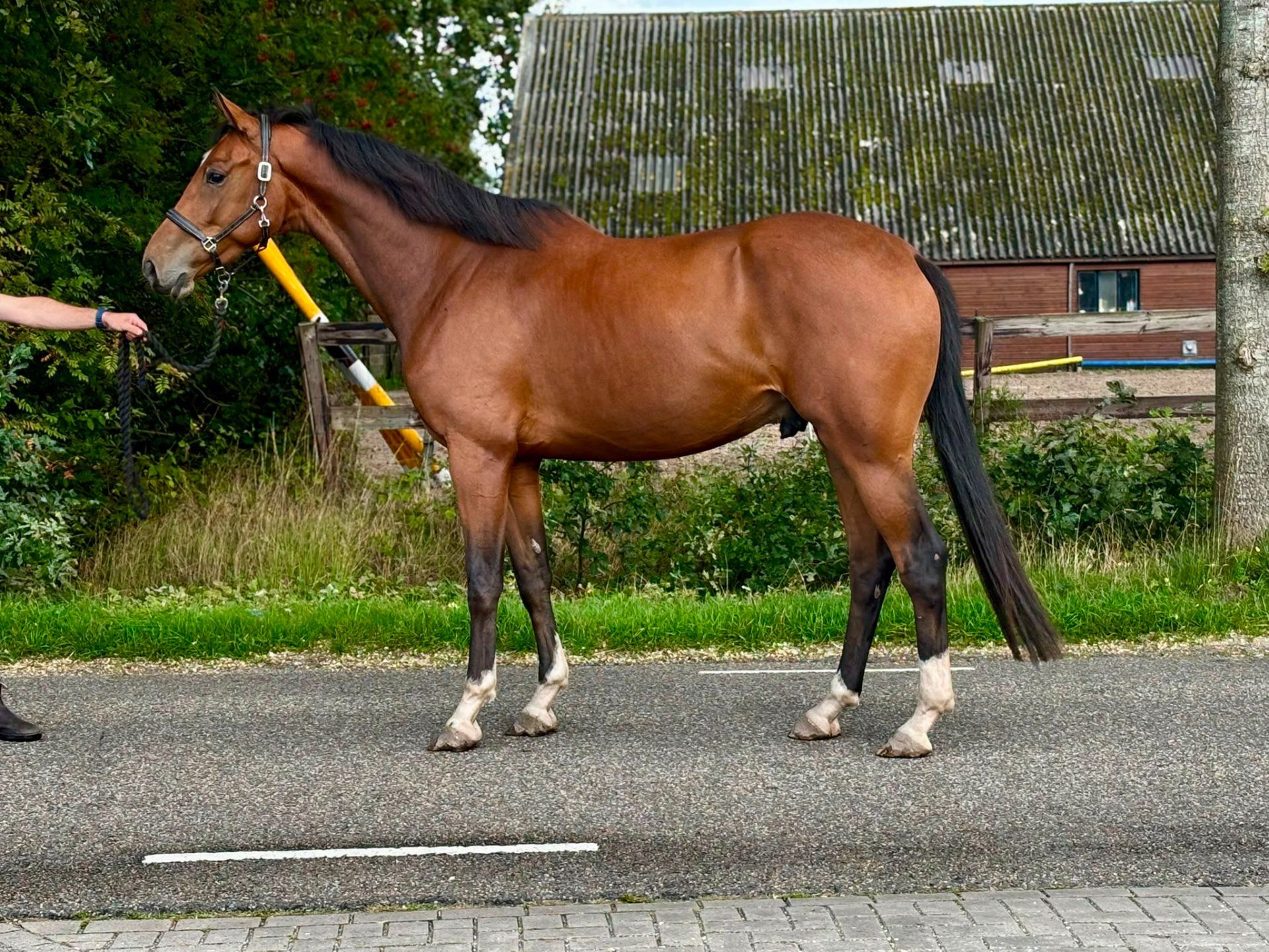 dressuurpaard ruin 4 jaar te koop - Foto 2