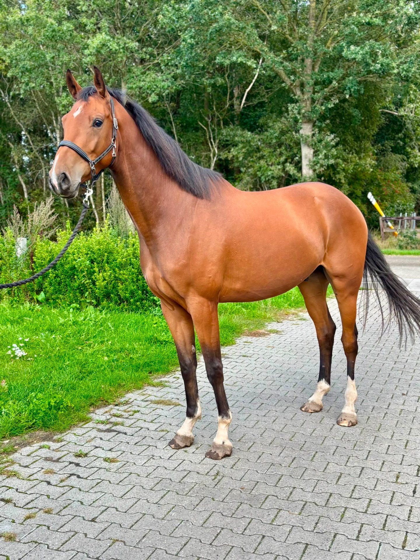 Dressage horse, gelding, 4 years old