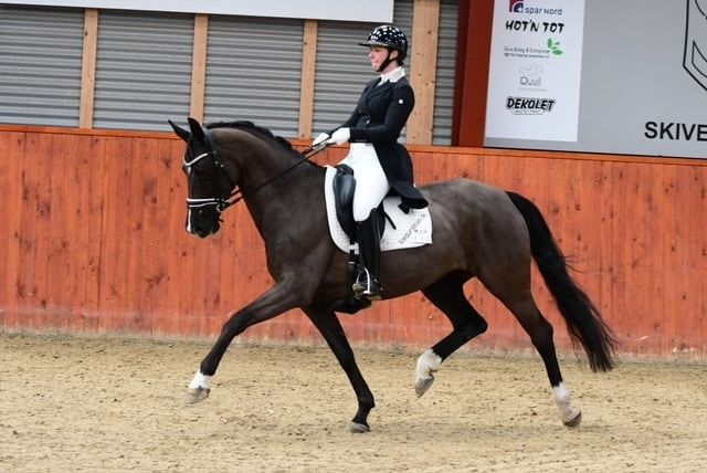 Danish Warmblood dressage mare 2013 år Black till salu - Foto 3