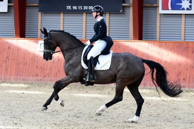 Danish Warmblood dressage mare 2013 år Black till salu - Foto 4