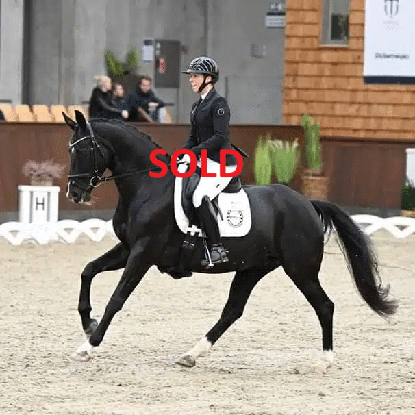 Danish Warmblood dressage mare 2013 år Black till salu - Foto 6