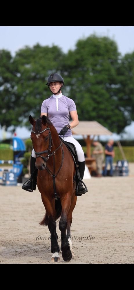 KWPN springpaard Ruin 5 jaar Bruin te koop - Foto 3