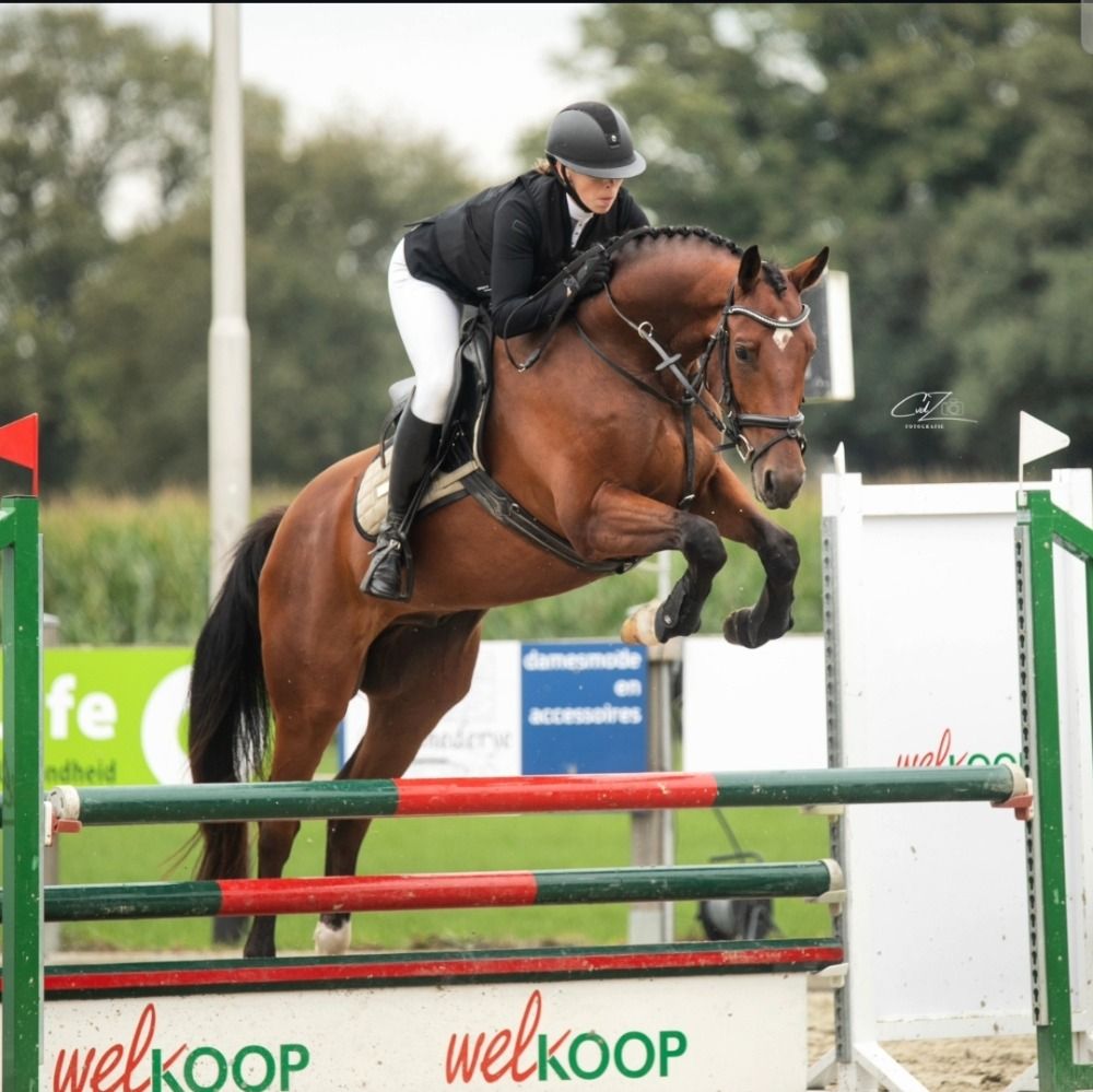 Knappe 5 jarige Ruin. 100cm springen.